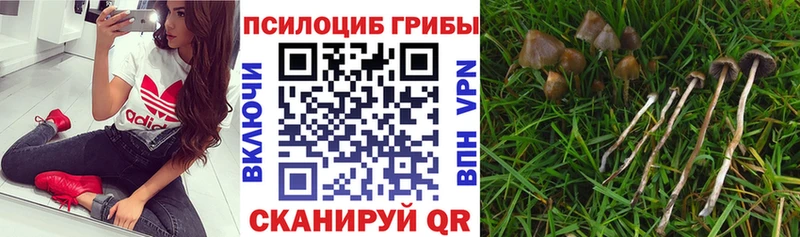 хочу наркоту  kraken зеркало  Галлюциногенные грибы GOLDEN TEACHER  Луховицы 